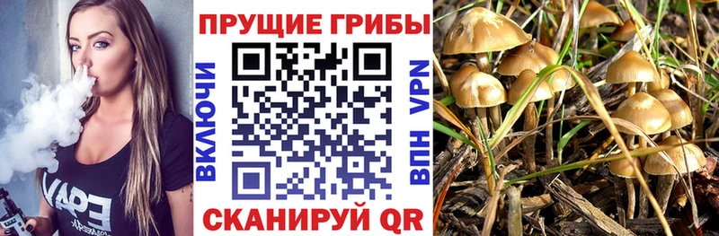 купить  цена  Красково  Псилоцибиновые грибы GOLDEN TEACHER 